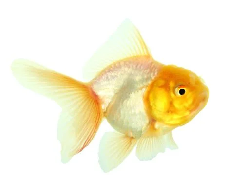 Gold fish. isolation on the white Stock Photos