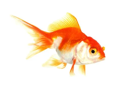 Gold fish. isolation on the white Stock Photos