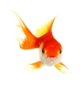 Gold fish. isolation on the white Stock Photos