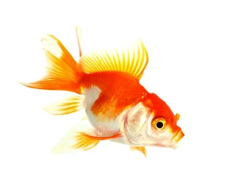 Gold fish. isolation on the white Stock Photos