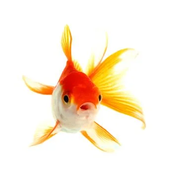 Gold fish. isolation on the white Stock Photos