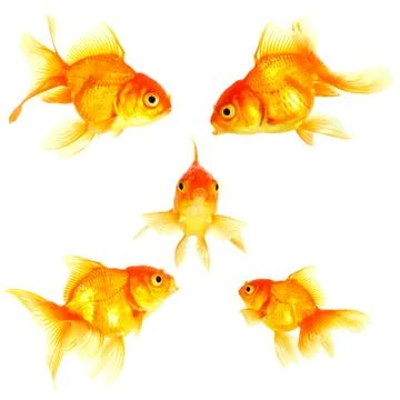 Gold fish. isolation on the white Stock Photos