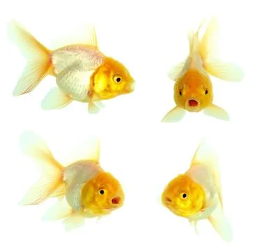 Gold fish. isolation on the white Stock Photos