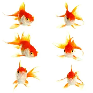 Gold fish. isolation on the white Stock Photos