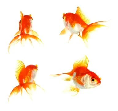 Gold fish. isolation on the white Stock Photos