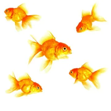 Gold fish. isolation on the white Stock Photos