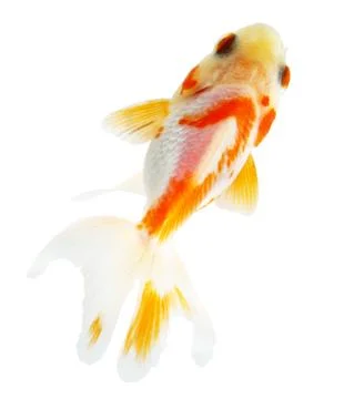 Gold fish. isolation on the white Stock Photos