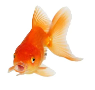 Gold fish. isolation  on the white Stock Photos