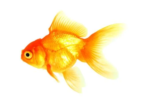 Gold fish. isolation on the white Stock Photos