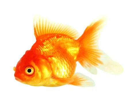 Gold fish. isolation on the white Stock Photos