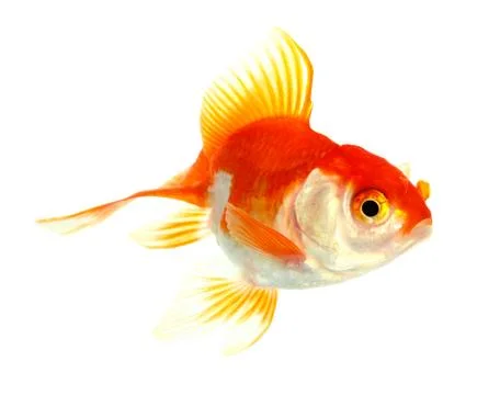 Gold fish. isolation on the white Stock Photos