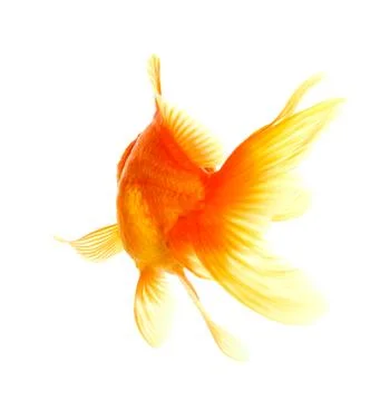 Gold fish. isolation on the white Stock Photos