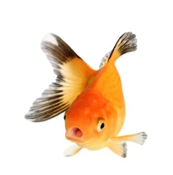 Gold fish. isolation on the white Stock Photos