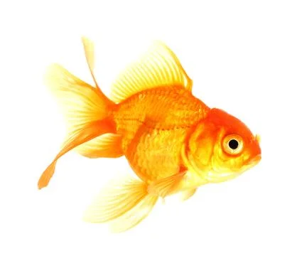 Gold fish. isolation on the white Stock Photos
