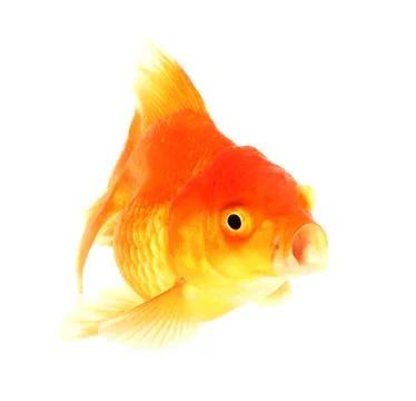 Gold fish. isolation on the white Stock Photos