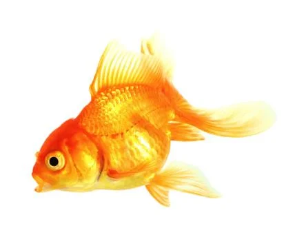 Gold fish. isolation on the white Stock Photos