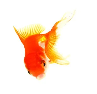 Gold fish. isolation on the white Stock Photos