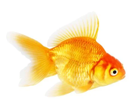 Gold fish. isolation  on the white Stock Photos