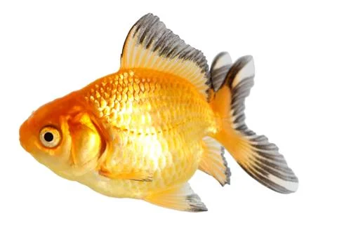 Gold fish. isolation on the white Stock Photos