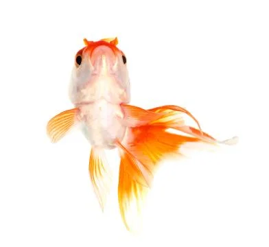 Gold fish. isolation on the white Stock Photos
