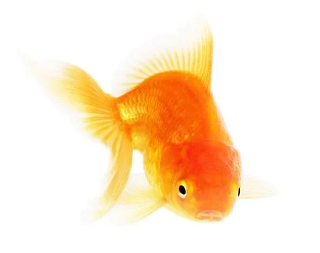 Gold fish. isolation  on the white Stock Photos