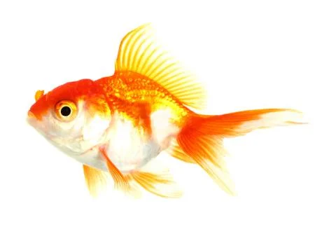 Gold fish. isolation on the white Stock Photos