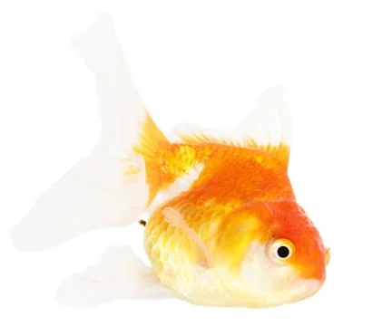 Gold fish. isolation  on the white Stock Photos