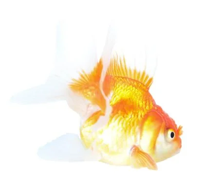 Gold fish. isolation  on the white Stock Photos