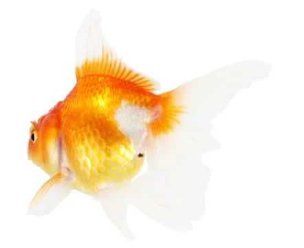 Gold fish. isolation  on the white Stock Photos