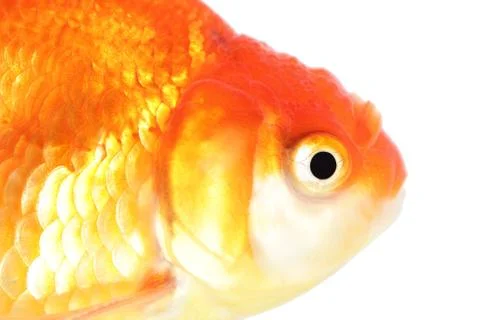 Gold fish. isolation  on the white Stock Photos