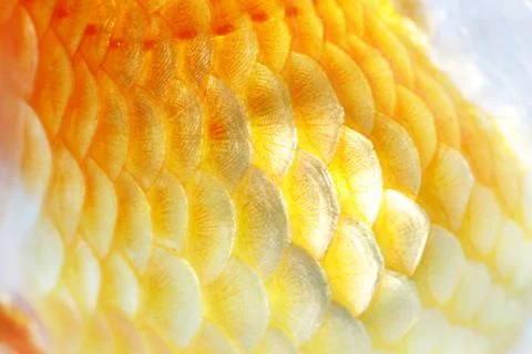 Gold fish. isolation  on the white Stock Photos