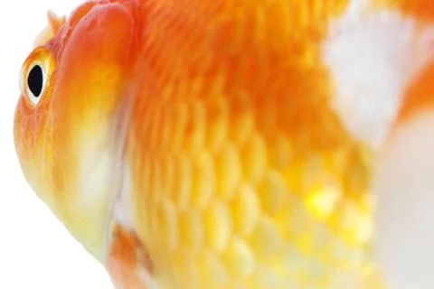 Gold fish. isolation  on the white Stock Photos