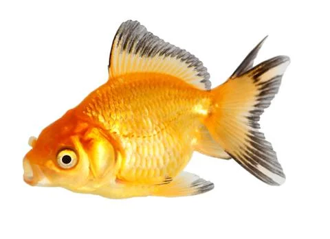 Gold fish. isolation  on the white Stock Photos