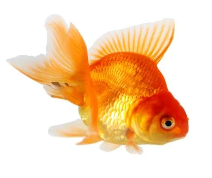 Gold fish. isolation  on the white Stock Photos