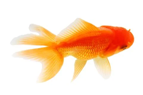 Gold fish. isolation  on the white Stock Photos