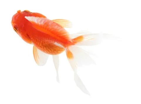Gold fish. isolation  on the white Stock Photos