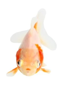 Gold fish. isolation  on the white Stock Photos
