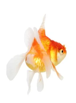 Gold fish. isolation  on the white Stock Photos