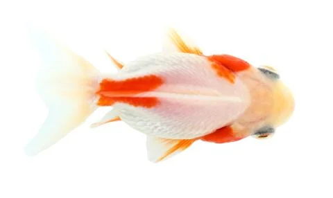 Gold fish. isolation  on the white Stock Photos