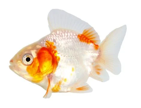 Gold fish. isolation  on the white Stock Photos