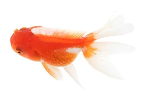 Gold fish. isolation  on the white Stock Photos