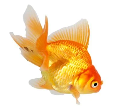 Gold fish. isolation  on the white Stock Photos