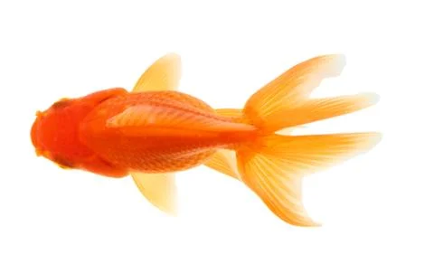 Gold fish. isolation  on the white Stock Photos