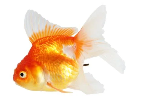 Gold fish. isolation  on the white Stock Photos