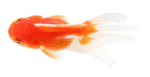 Gold fish. isolation  on the white Stock Photos