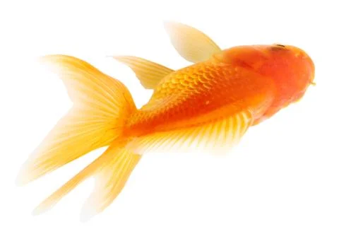 Gold fish. isolation  on the white Stock Photos