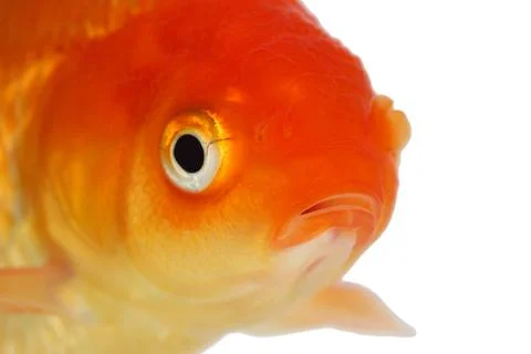 Gold fish. isolation  on the white Stock Photos