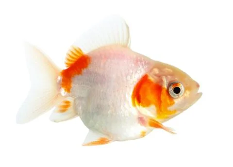 Gold fish. isolation  on the white Stock Photos