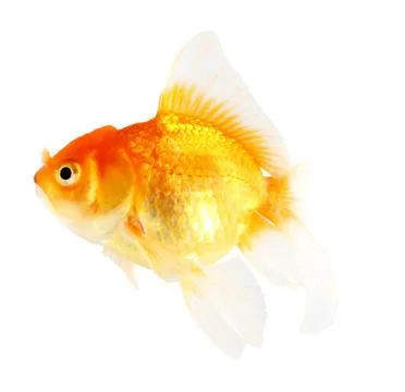 Gold fish. isolation  on the white Stock Photos