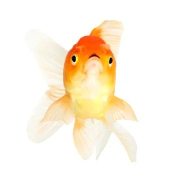 Gold fish. isolation  on the white Stock Photos